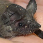 dustybat-crop dustybat-crop