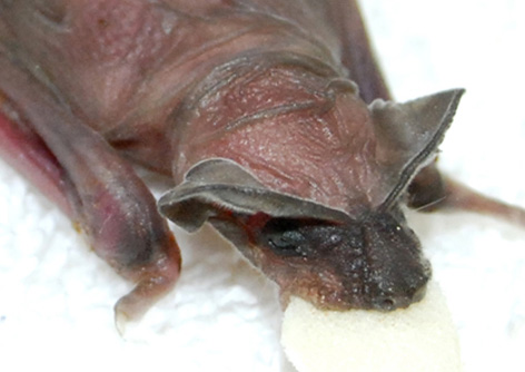 babybite-crop babybite-crop