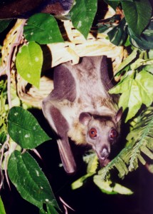Bucko in small basket