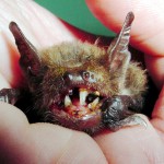 Annie on arrival to Bat World