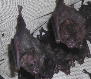 smilin bats