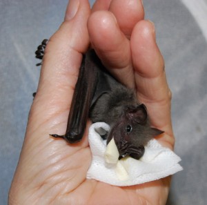 Baby Cornelius, a Jamaican fruit bat orphan