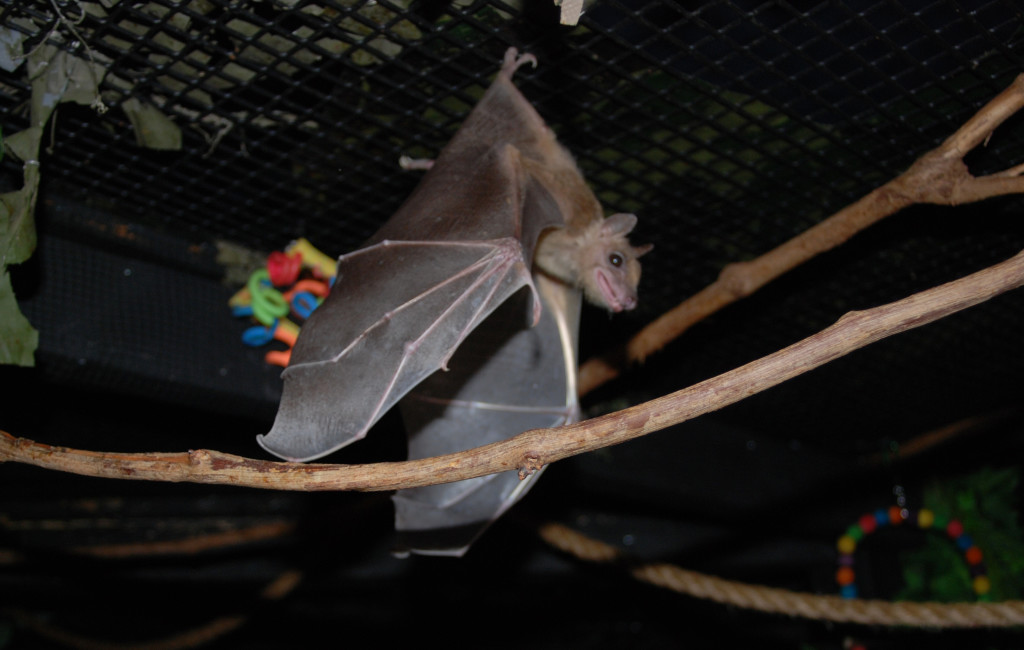 The daughter bat, after being rescued by Bat World Sanctuary