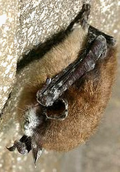 whitenose bat