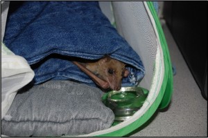 Stella-in-rehab