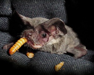 Roadie enjoys a mealworm Roadie enjoys a mealworm