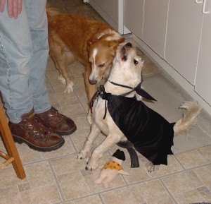 Bat Dog Poopley