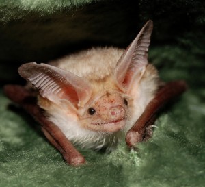 Beene, a pallid bat Beene, a pallid bat