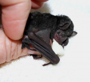 Lil Drac nursing Lil Drac nursing