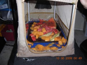 carollia crate full of fruit