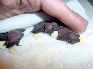 orphaned free-tail bat pups