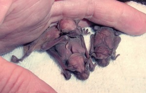 starving orphened free-tail bat pups