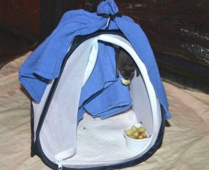tinkerbell in her hut-sm