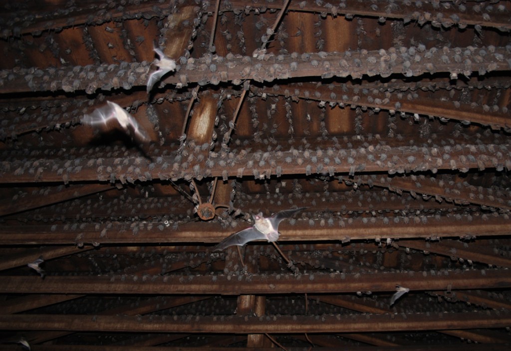 Bat World's wild sanctuary