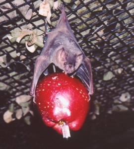 A small Jamaican fruit bat with a comparatively large kebab.
