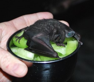 little drac
