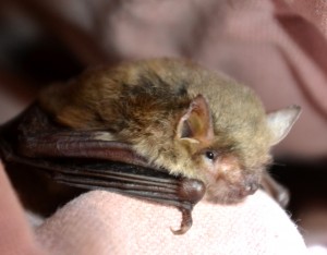 the cave bat