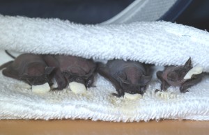 free-tails-nursing7-3-14
