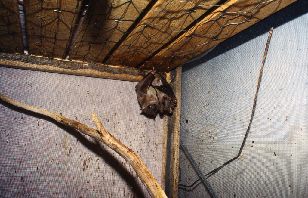 Two Egyptian fruit bats owned by an exotic pet collector. They spent 10 miserable years in this cage before they were finally rescued.