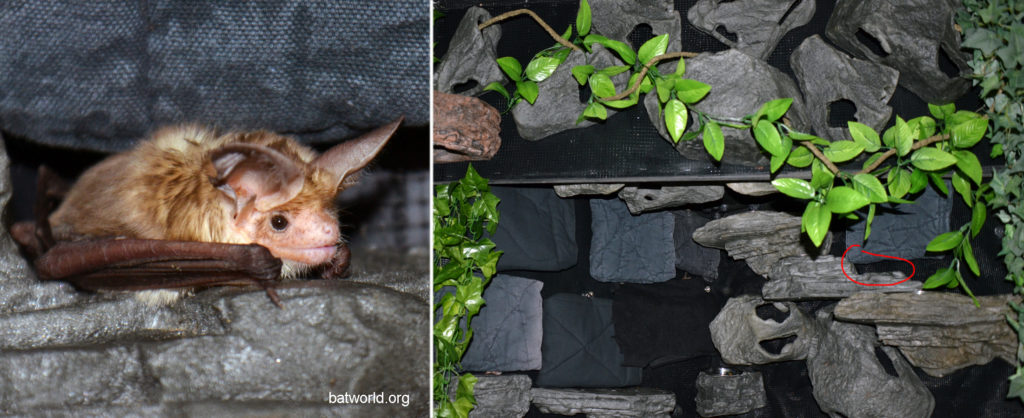 One of the pallid bats taking a break on top of a simulated rock in Bat World's flight enclosure.