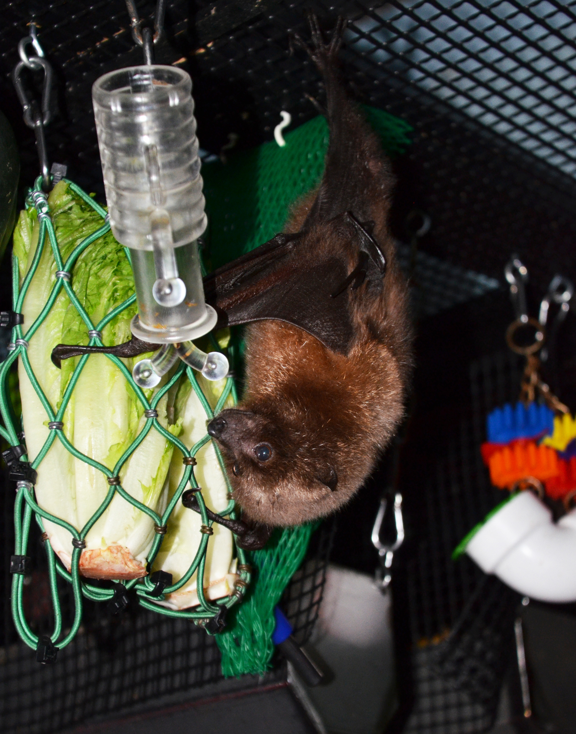 Bat Cams - Bat World Sanctuary