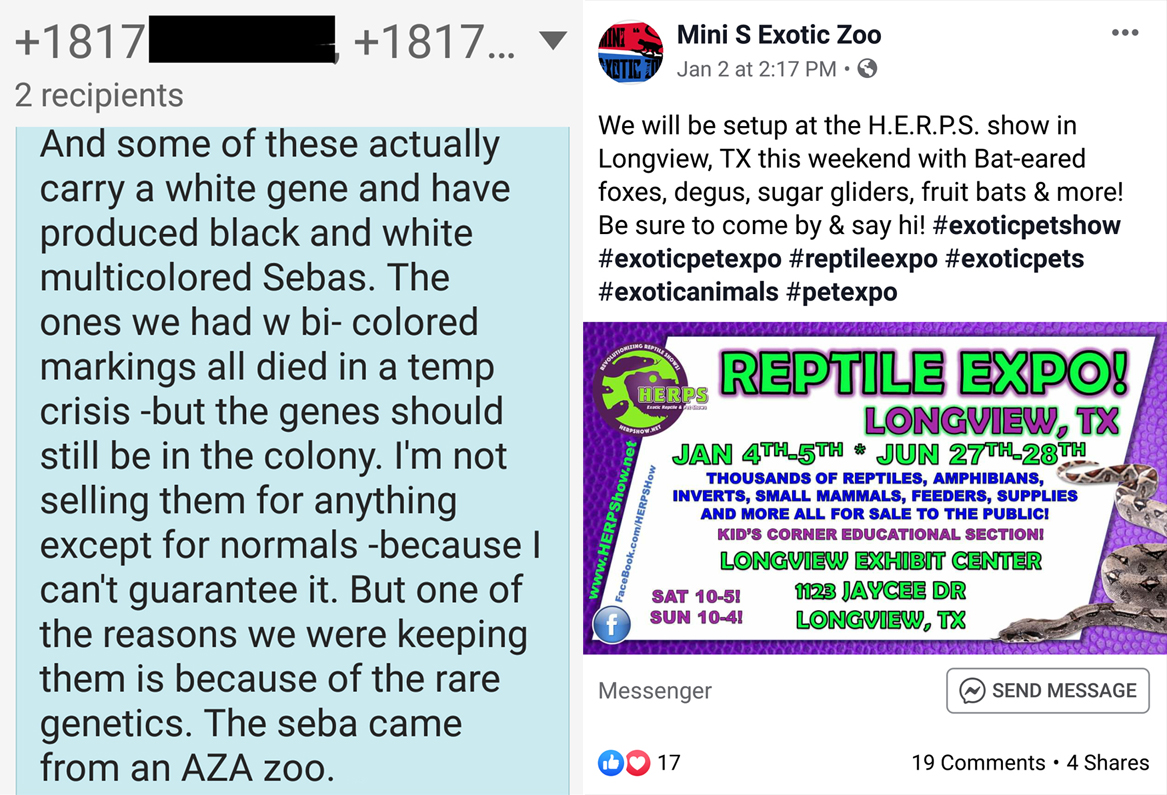 Left: A text from Mini S Exotic Zoo about the supposed worth of the seba bats. Right: An ad posted by Mini S Exotic Zoo on Facebook
