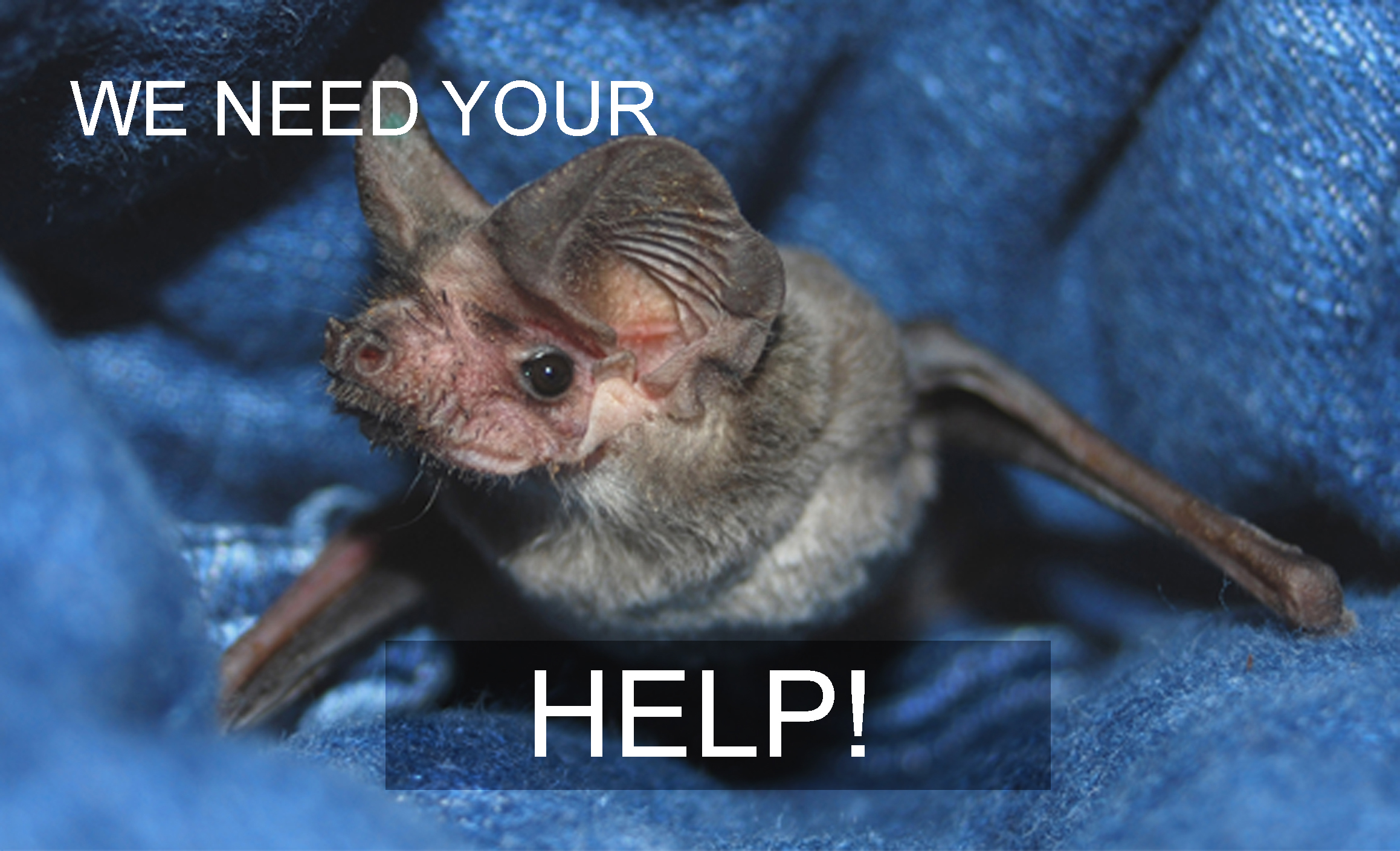 Public Letters Needed To Help Bats Bat World Sanctuary