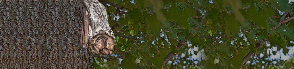 Wisconsin - bat with injured wing - Bat World Sanctuary