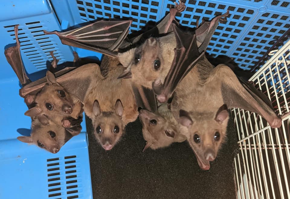 Japan - six fruit bats rescued - photo available - Bat World Sanctuary