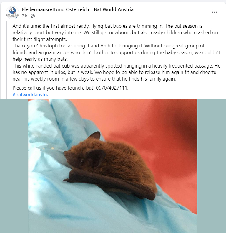 Bat World Austria