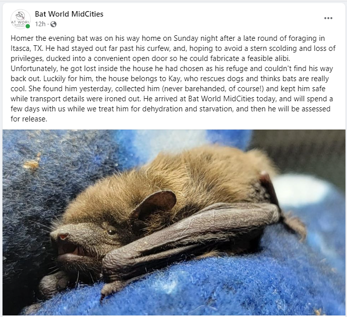 BatWorld MidCities bat