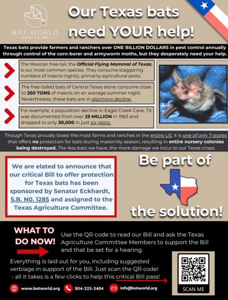 Bat bill flyer